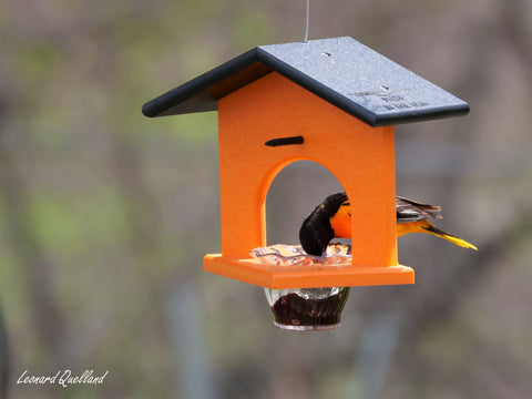 Eco-Friendly Hanging Oriole Bird Feeder with Jelly Dish and Orange Pegs 10 Inch – Amish Crafted | Made in USA Amish Toy Box  Bird Feeder