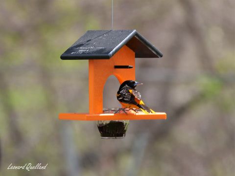 Eco-Friendly Hanging Oriole Bird Feeder with Jelly Dish and Orange Pegs 10 Inch – Amish Crafted | Made in USA Amish Toy Box  Bird Feeder