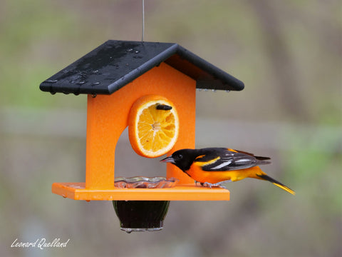 Eco-Friendly Hanging Oriole Bird Feeder with Jelly Dish and Orange Pegs 10 Inch – Amish Crafted | Made in USA Amish Toy Box  Bird Feeder