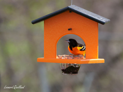 Eco-Friendly Hanging Oriole Bird Feeder with Jelly Dish and Orange Pegs 10 Inch – Amish Crafted | Made in USA Amish Toy Box  Bird Feeder