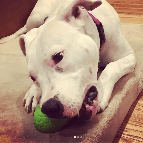 Dinosaur Egg Dog Chew Toy – Durable Rubber Treat Dispenser | Made in USA SodaPup  Rubber Dog Toys