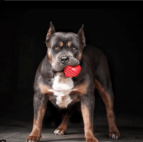 Durable Large Rubber Heart Dog Tug Toy With Rope – Interactive Chew Toy | Made in USA SodaPup  Rubber Dog Toys