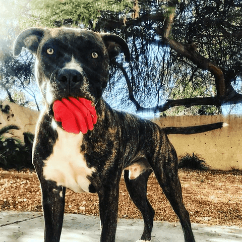 Durable Large Rubber Heart Dog Tug Toy With Rope – Interactive Chew Toy | Made in USA SodaPup  Rubber Dog Toys