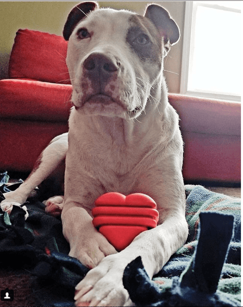 Durable Large Rubber Heart Dog Tug Toy With Rope – Interactive Chew Toy | Made in USA SodaPup  Rubber Dog Toys