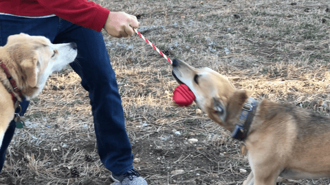 Durable Large Rubber Heart Dog Tug Toy With Rope – Interactive Chew Toy | Made in USA SodaPup  Rubber Dog Toys