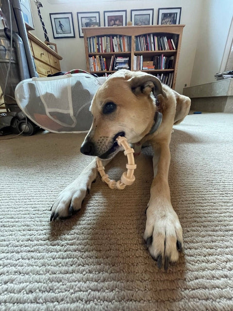 Honey Bone Chicken Flavored Durable Nylon Dog Teething Ring – Made in USA SodaPup  Nylon Dog Toys