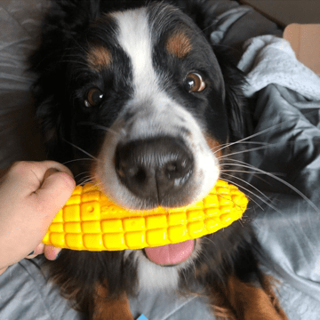 Corn on the Cob Nylon Dog Chew Toy – Extra Tough Durable Chewer Toy | Made in USA SodaPup  Nylon Dog Toys