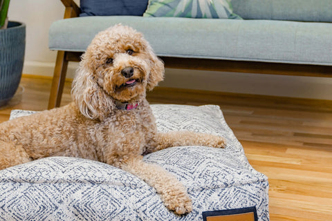A curly-haired dog with a pink collar relaxes on The Houndry’s Lounger Pet Bed in Sapphire Spaniel. The bed rests on a wooden floor, with a blue couch and plant nearby, creating an inviting lounging spot for any pup.
